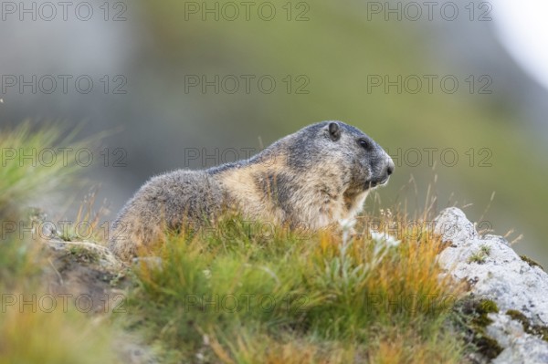 Alpine marmot (Marmota marmota) in autumn, Grossglockner, High Tauern National Park, Austria, Europe