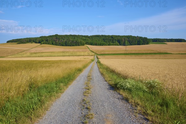 Long field path between golden yellow wheat fields, in the background a wooded hill, summer, Neubrunn, district of Würzburg, Bavaria, Germany, Europe