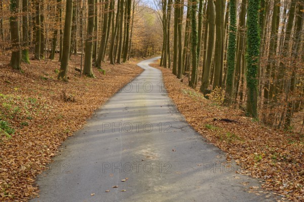 Narrow path through an autumnal forest covered with leaves, Lindenfels, Bergstrasse district, Odenwald, Hesse, Germany, Europe