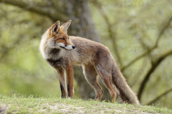 Looking back... Red fox (Vulpes vulpes), fox in short summer coat, standing on a small hill in early summer, looking around attentively, beautiful light, fresh spring-like colours, North Holland, Netherlands, Western Europe
