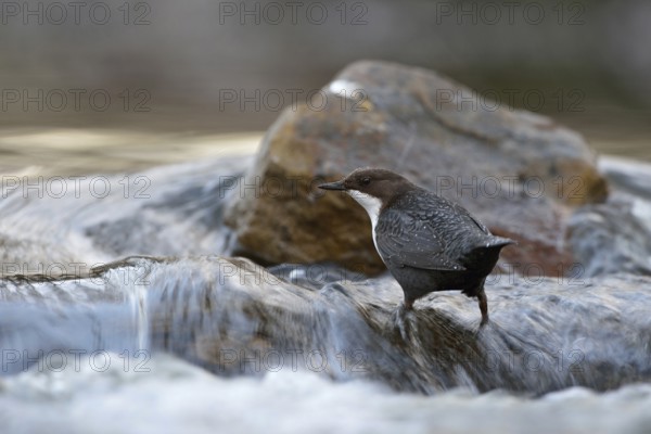 In the current... White-throated Dipper (Cinclus cinclus) in its typical habitat, standing in fast-flowing, flowing water, native birdlife, nature, wildlife, Sauerland, North Rhine-Westphalia, Germany, Western Europe, Europe