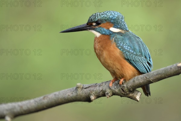 In profile... Kingfisher (Alcedo atthis) in spring on its perch hunting for small fish, male bird (completely black beak), also known as flying gemstone because of its beautiful plumage, Lower Rhine, North Rhine-Westphalia, Germany, Western Europe, Europe