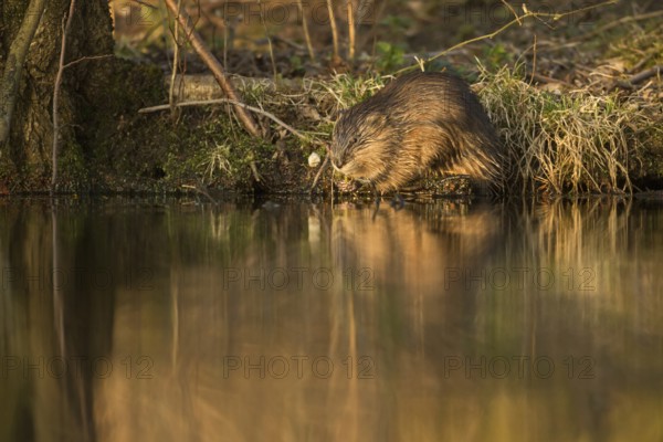 On the riverbank... Muskrat (Ondatra zibethicus), also known as muskrat, invasive species throughout Central Europe, neozoa, unwanted species in many places, native nature, Bislicher Insel, Wesel district, Rhineland, Lower Rhine, North Rhine-Westphalia, Germany, Western Europe, Europe