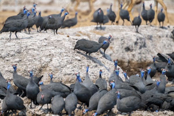 Helmeted guinea fowl (Numida meleagris), flock at the waterhole, Nxai Pan National Park, Botswana, Africa