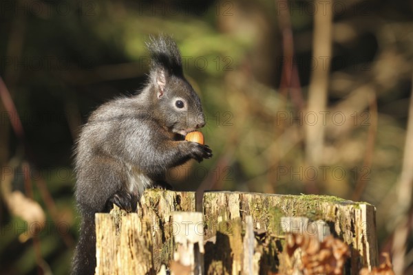 Squirrel (Sciurus) eating hazelnut (Corylus avellana) on a tree stump in the forest, Allgäu, Bavaria, Germany, Allgäu, Bavaria, Germany, Europe