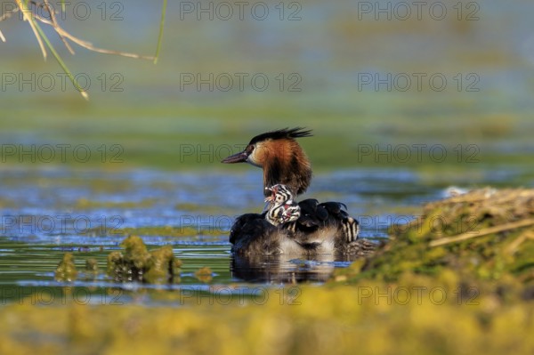 A great crested grebe with its chicks on its back, surrounded by shallow water, Great crested grebe, (Podiceps Scalloped ribbonfish), with chicks, wildlife, Germany, Europe