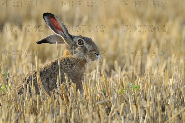 European Hare (Lepus europaeus), Attentive Brown Hare, European Hare (Lepus europaeus) with long ears an wide open eyes sits in a stubble field and looks around, native fauna, wildlife, North Rhine-Westphalia, Germany, Europe, Attentive Brown Hare, European Hare (Lepus europaeus) with long ears an wide open eyes sits in a stubble field, Europe