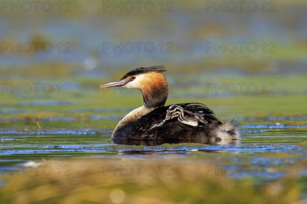 A great crested grebe swims calmly across a green lake, Great crested grebe, (Podiceps Scalloped ribbonfish), with chicks, wildlife, Germany, Europe