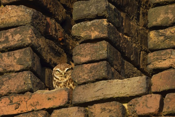 Grim look... Little owl (Athene noctua) sunbathing in the owl hatch of an old brick barn in the countryside, small, widespread but endangered owl, native birdlife, wildlife, nature, wildlife, Lower Rhine, North Rhine-Westphalia, Germany, Western Europe, Europe