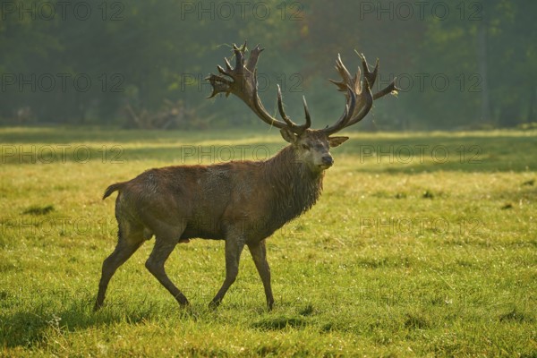 Red deer (Cervus elaphus), proud stag with magnificent antlers strides across a meadow, Germany, Europe