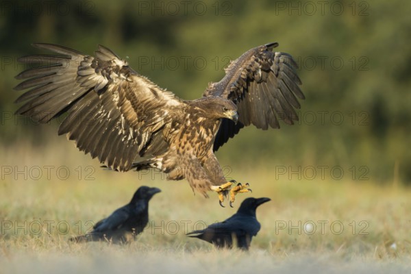 Landing... White-tailed eagle (Haliaeetus albicilla), young eagle lands early in the morning between ravens in a meadow, white-tailed eagle is our largest native eagle, wingspan up to 250 cm, native nature, Poland, Eastern Europe, Europe