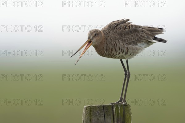 Scolding... Black-tailed godwit (Limosa limosa), long-legged snipe, meadow limosa, breeds in suitable meadows, also inland, uses fence posts to monitor its territory, drives away intruders with loud calls, native birds, animals, nature, Lower Rhine, North Rhine-Westphalia, Germany, Western Europe, Europe