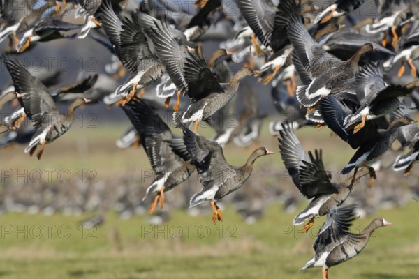 Departure... White-fronted geese (Anser albifrons), arctic wild geese, wintering in Germany, large flock of geese, flock of geese, flock of birds rises in panic, mass take-off, flies up hectically after disturbance, native nature, Bislicher Insel, Wesel district, Rhineland, Lower Rhine, North Rhine-Westphalia, Germany, Western Europe, Europe