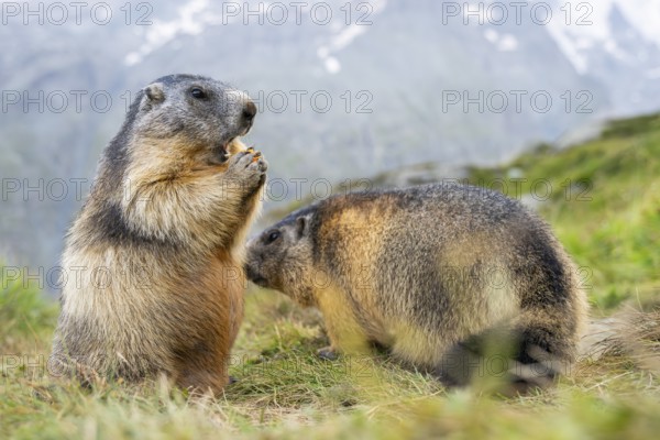 Alpine marmot (Marmota marmota) in autumn, Grossglockner, High Tauern National Park, Austria, Europe