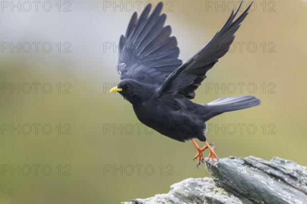 Yellow-billed chough (Pyrrhocorax graculus) in the mountains at Hochalpenstraße, Pinzgau, Salzburg, Austria, Europe