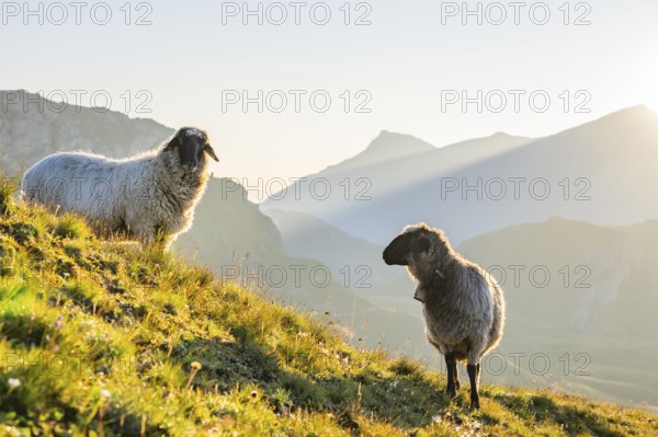 Domestic sheep (Ovis orientalis aries) at sunrise in the Mountains at Hochalpenstraße, Pinzgau, Salzburg, Austria, Europe