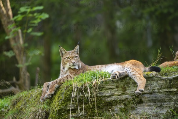 Eurasian lynx (Lynx lynx) on a rock, Austria, Europe