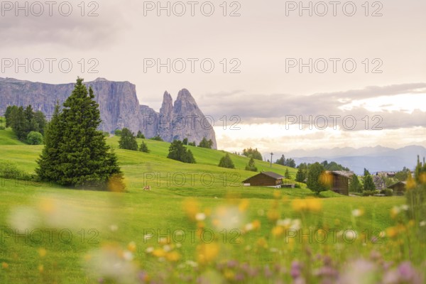 Flower meadow with mountain backdrop in the distance, framed by trees, lively green, Alpe di Siusi, South Tyrol, Dolomites, Italy, Europe
