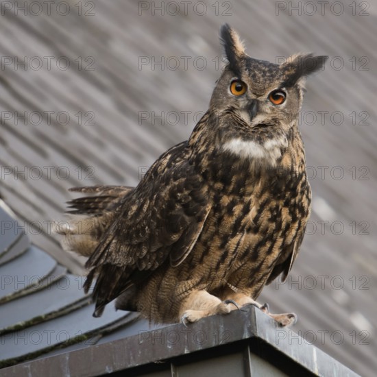 On the eaves... European eagle owl (Bubo bubo), mating male eagle owl on the roof of a church, looking attentively directly into the camera with large orange eyes, frontal view, native birdlife, wildlife, nature, wildlife, Lower Rhine, Rhineland, North Rhine-Westphalia, Germany, Western Europe, Europe