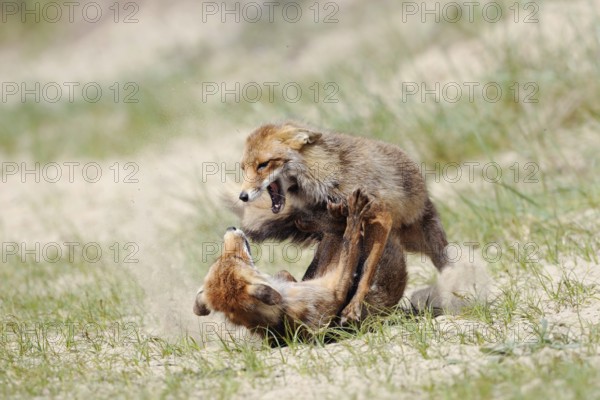 Fierce fight... Red foxes (Vulpes vulpes), fighting, biting, rival foxes, territorial behaviour, impressive picture, North Holland, Netherlands, Western Europe