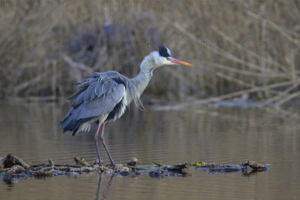 Grey heron (Ardea cinerea), standing on floating roots of the water lily, breeding heron in the reeds behind, Neckar valley, Baden-Württemberg, Germany, Europe