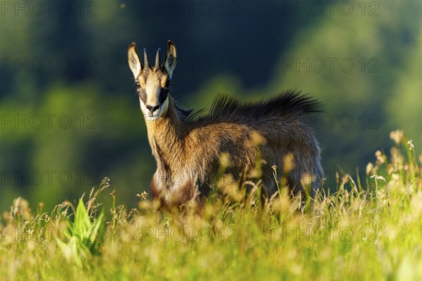 A chamois stands attentively in a meadow, surrounded by a green forest background, chamois, chamois, (Rupicapra rupicaprae), wildlife, Vosges, France, Europe