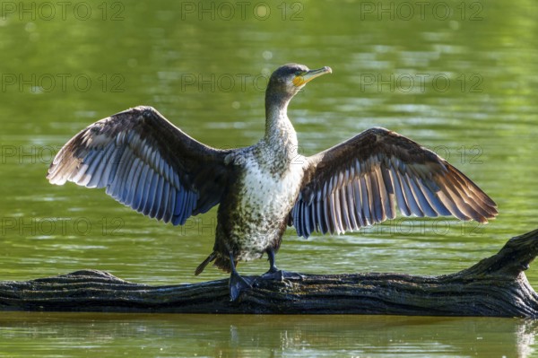 Cormorant with spread wings on a tree trunk against a green background, Cormorant, (Phalacrocorax carbo), wildlife, France, Europe