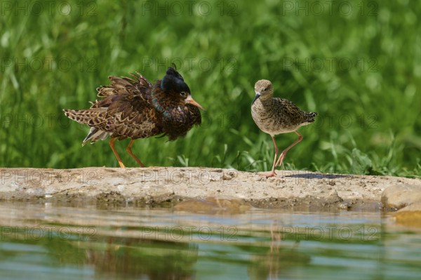 Ruff (Philomachus pugnax), male and female during the breeding season, on a rock by a body of water, one with erect plumage, France, Europe