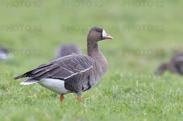 White-fronted goose (Anser albifrons), standing in a meadow in the wintering area, wildlife, Bislicher Insel nature reserve, Xanten, Lower Rhine, North Rhine-Westphalia, Germany, Europe