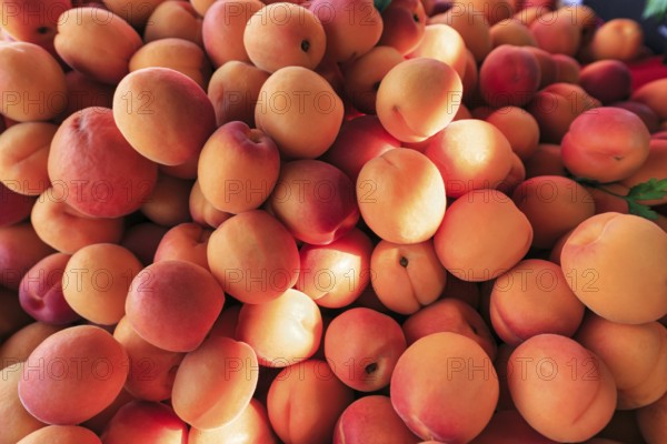 Fresh apricots (Prunus armeniaca) at a market stall, Mulhouse, Alsace, Mulhouse, Alsace, France, Europe