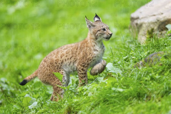 Eurasian lynx (Lynx lynx) youngster on a meadow, Bavaria, Germany, Europe