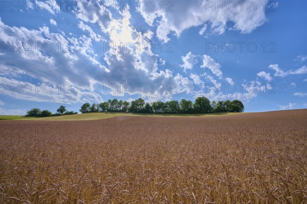 Spelt wheat field under a wide blue sky with white clouds and a row of trees on the horizon, summer, Thüngen, Main Spessart district, Bavaria, Germany, Europe