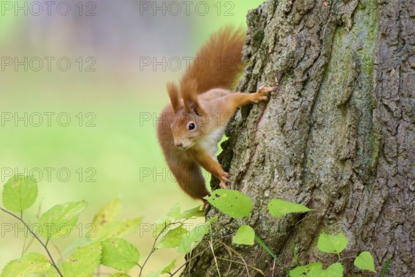 Eurasian squirrel (Sciurus vulgaris), climbing up a tree trunk, surrounded by green foliage, Germany, Europe