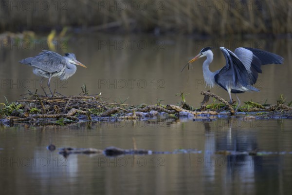 Grey heron (Ardea cinerea), breeding pair building a nest on the floating roots of the water lily, Neckar valley, Baden-Württemberg, Germany, Europe