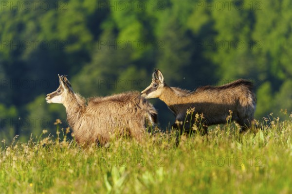 Two chamois moving across a meadow with wooded hills behind, chamois, chamois, (Rupicapra rupicaprae), wildlife, Vosges, France, Europe