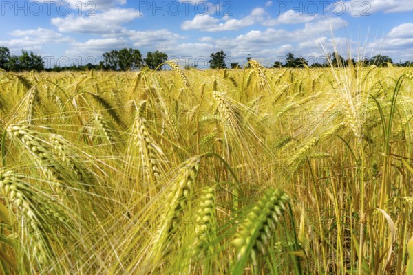 Grain field, in front of harvest, barley, near Bottrop-Kirchhellen, North Rhine-Westphalia, Germany, Europe