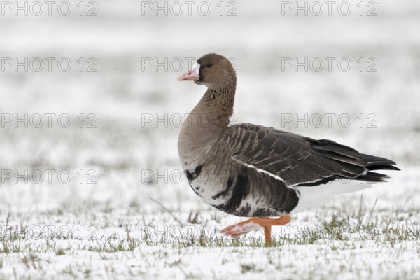 On tour... White-fronted goose (Anser albifrons) walking across a snow-covered field on the Lower Rhine, migratory bird, wild goose that only winters here, breeding grounds in the far north, Lower Rhine, North Rhine-Westphalia, Germany, Western Europe, Europe