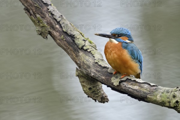 Cavity-nesting bird... Kingfisher (Alcedo atthis) with soil on its beak, probably just digging at its breeding den in a nearby cliff, now hunting, sitting on a branch above the water, Lower Rhine, North Rhine-Westphalia, Germany, Western Europe, Europe