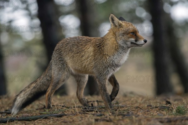 Format-filling... Red fox (Vulpes vulpes), fox in beautiful thick, long-haired winter fur in rainy weather in the forest, deep, interesting perspective, mouse perspective, native nature, North Holland, Netherlands, Western Europe