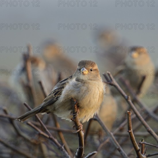 Gathered... House sparrows (Passer domesticus), group of sparrows, house sparrows in winter on a hedge, typical and likeable sight in many rural areas and also cities, native nature, Bislicher Insel, Wesel district, Rhineland, Lower Rhine, North Rhine-Westphalia, Germany, Western Europe, Europe