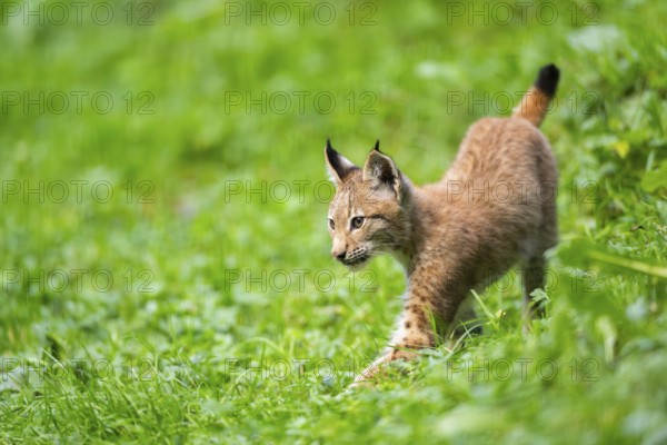 Eurasian lynx (Lynx lynx) youngster on a meadow, Bavaria, Germany, Europe