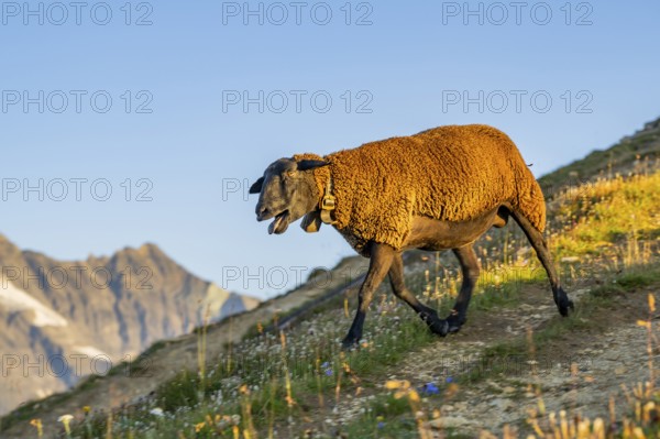 Domestic sheep (Ovis orientalis aries) at sunrise in the Mountains at Hochalpenstraße, Pinzgau, Salzburg, Austria, Europe