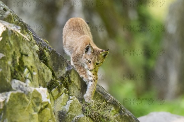 Eurasian lynx (Lynx lynx) youngster climbing on a rock, Bavaria, Germany, Europe