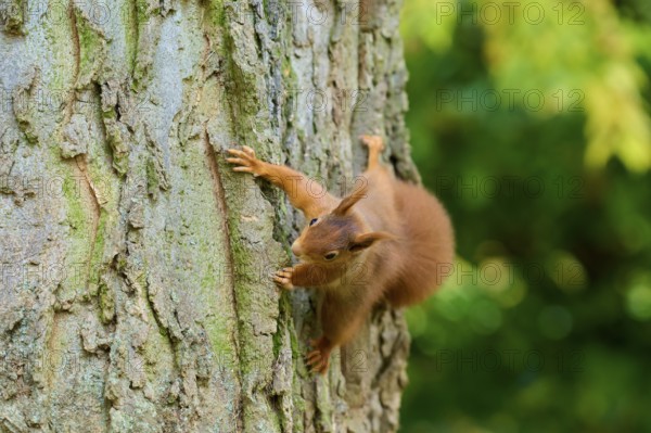 Eurasian squirrel (Sciurus vulgaris), climbing vertically up a tree trunk surrounded by green background, Germany, Europe