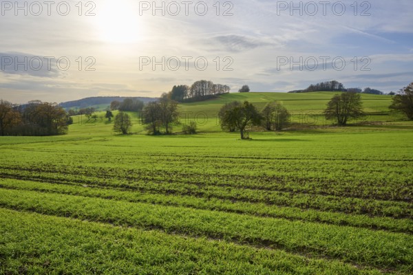 Green fields and hills in a sunny landscape with scattered trees, Winterkasten, Lindenfels, Bergstrasse district, Odenwald, Hesse, Germany, Europe
