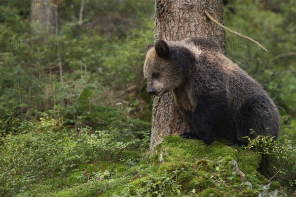 European brown bear (Ursus arctos), very young bear standing on a green mossy rock in the forest, funny animal cubs, native wildlife, nature