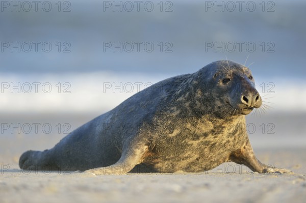 Grey seal (Halichoerus grypus), strong bull, male grey seal crawls over the beach of the Helgoland dune, native wildlife, wildlife, Europe, Helgoland, Schleswig-Holstein, Germany, Europe