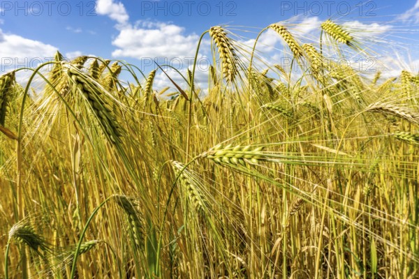Grain field, in front of harvest, barley, near Bottrop-Kirchhellen, North Rhine-Westphalia, Germany, Europe