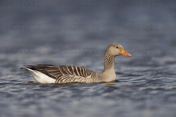 Cosily on the move... Greylag goose (Anser anser) swimming on a lake, largest, almost everywhere widespread, quite common, wild goose, at some waters problem bird, when surrounding areas are overcrowded by larger flocks, North Rhine-Westphalia, Germany, Europe