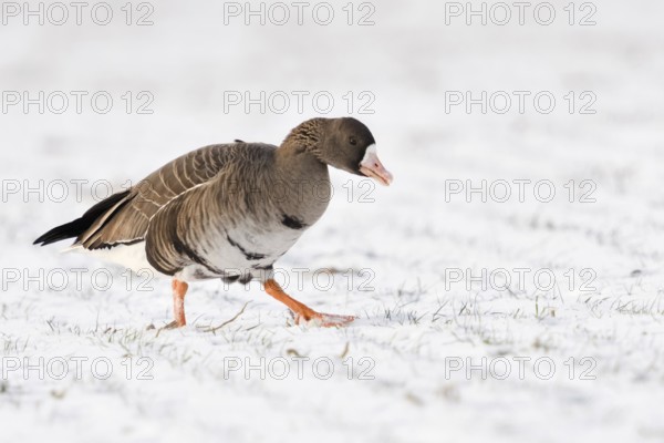 In the snow... White-fronted goose (Anser albifrons), migratory bird, arctic wild goose, relatively common goose that spends the winter in our latitudes, here early in the morning foraging in a field on the Lower Rhine, North Rhine-Westphalia, Germany, Western Europe, Europe